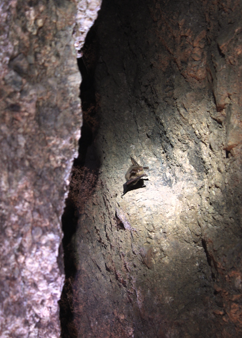 Bats in Balconies cave