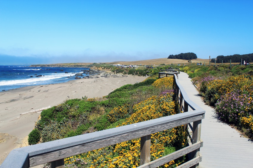 elephant-seal-viewing-area-in-san-simeon