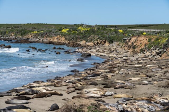 14 Tips for Discovering San Diego Sea Lions & Seals - A Piece of Travel