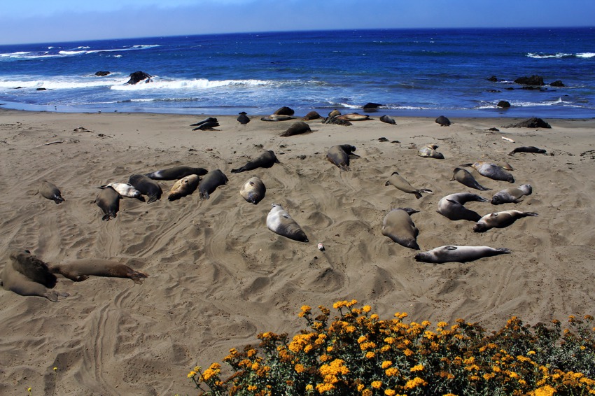 Elephant Seals of San Simeon