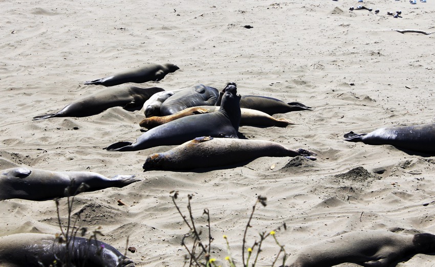 elephant-seals-fighting