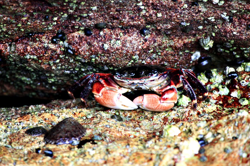 Crabe dans la piscine à marée