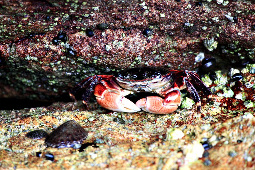 Caranguejo na piscina da maré