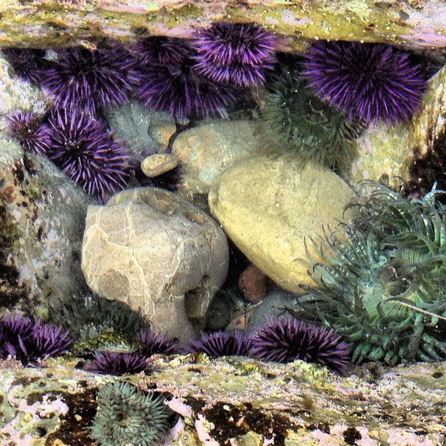 Tide Pools of Little Corona Del Mar California Through My Lens