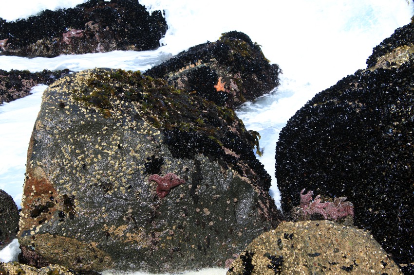 Starfish on a rock