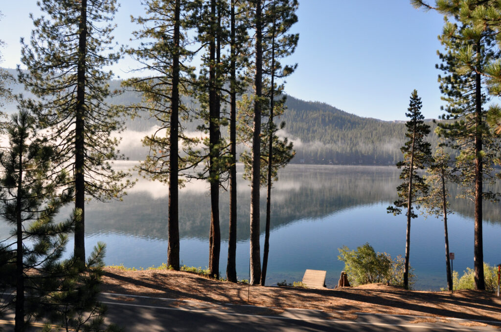 Trees overlooking Donner Lake