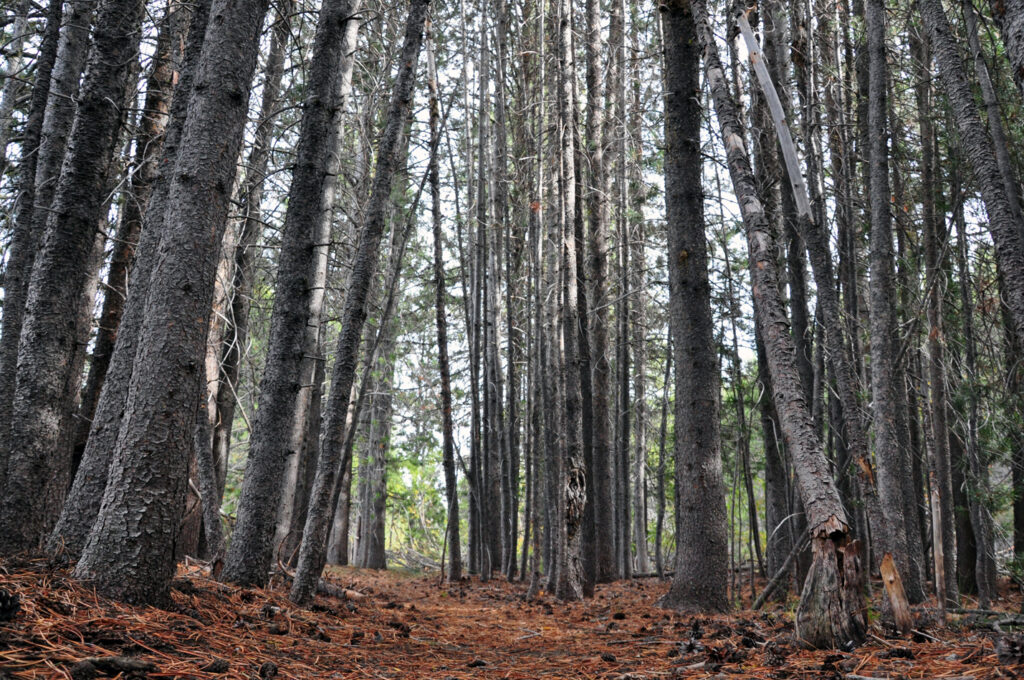 Woods near lake tahoe