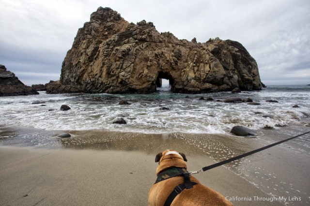 bulldog on the beach