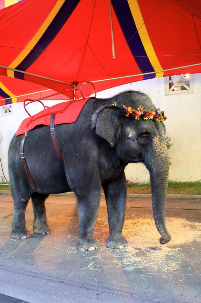 elephant at fair