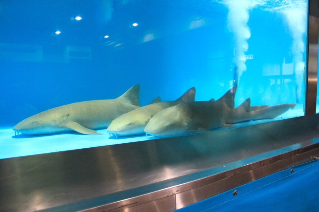 sharks at the la fair