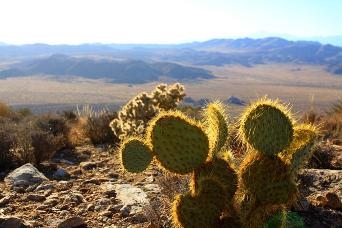 Ryan Mountain Hike: Second Highest Point in Joshua Tree National Park