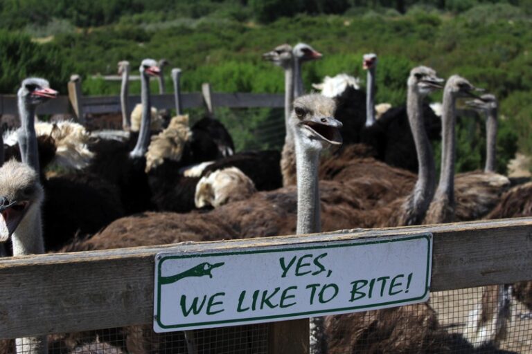 Ostrich Land: An Ostrich Farm Off The 101