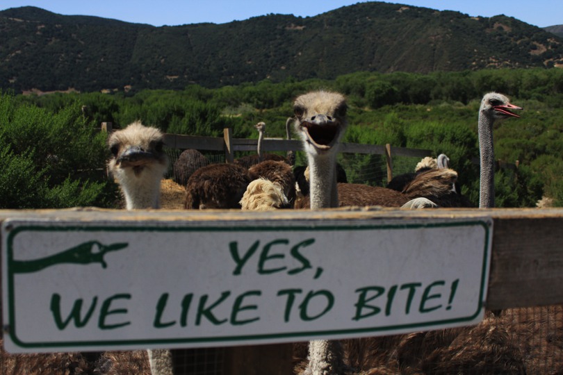 Ostriches waiting to be fed