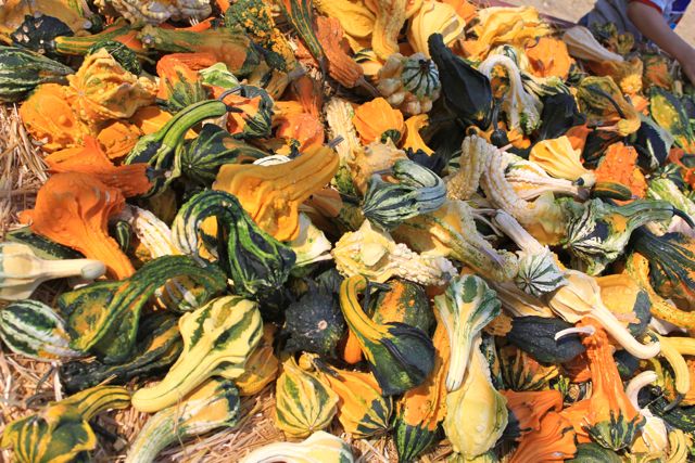 Live Oak Canyon Pumpkin Patch in Yucaipa