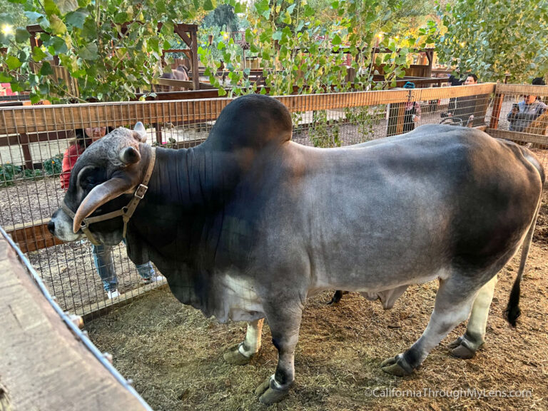Live Oak Canyon Pumpkin Patch in Yucaipa California Through My Lens