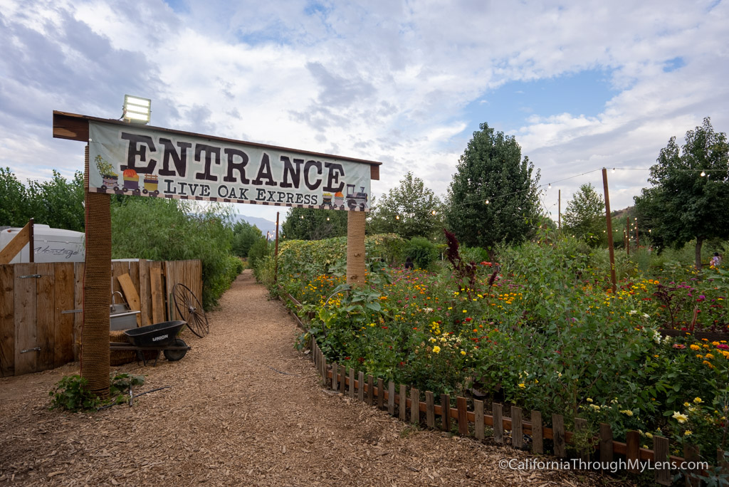 Live Oak Canyon Pumpkin Patch in Yucaipa California Through My Lens