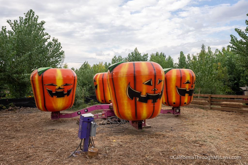 Live Oak Canyon Pumpkin Patch in Yucaipa California Through My Lens