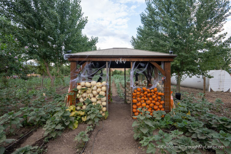 Live Oak Canyon Pumpkin Patch in Yucaipa California Through My Lens