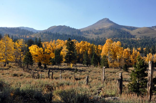 Fall in Lake Tahoe: Salmon Run & Hope Valley