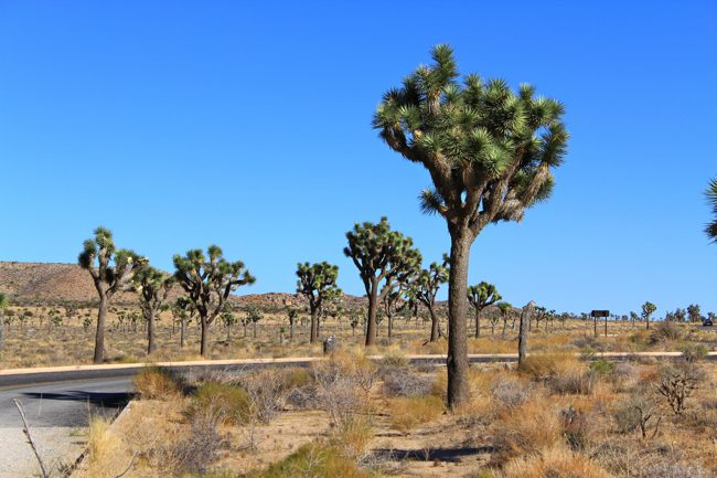 Joshua Trees