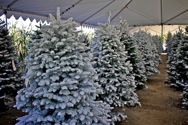 Live Oak Canyon Christmas Tree Farm: Yucaipa, CA - California Through