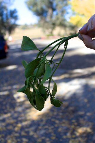 Live Oak Canyon Christmas Tree Farm: Yucaipa, CA - California Through My Lens