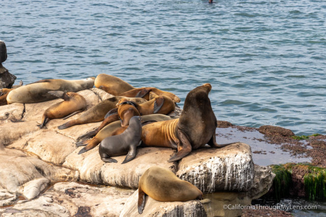 The La Jolla Cove Seals: 8 Things You Need to Know Before Visiting