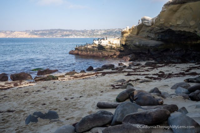 The La Jolla Cove Seals: 8 Things You Need to Know Before Visiting