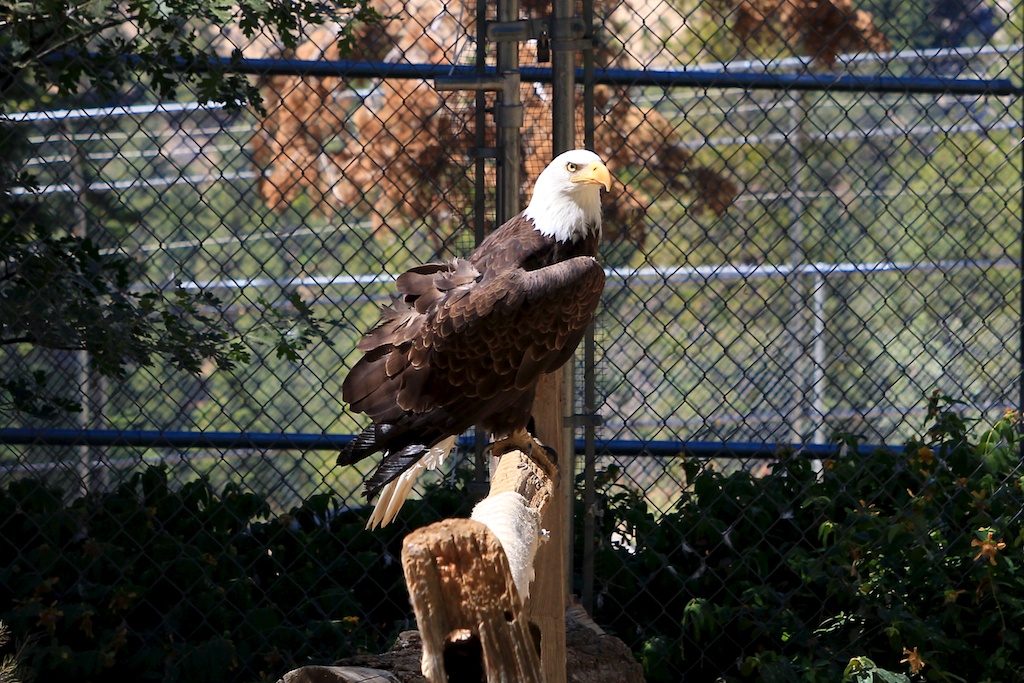 Take a Walk on the Wild Side at the Busch Wildlife Sanctuary, Jupiter, FL -  All Around the Bend