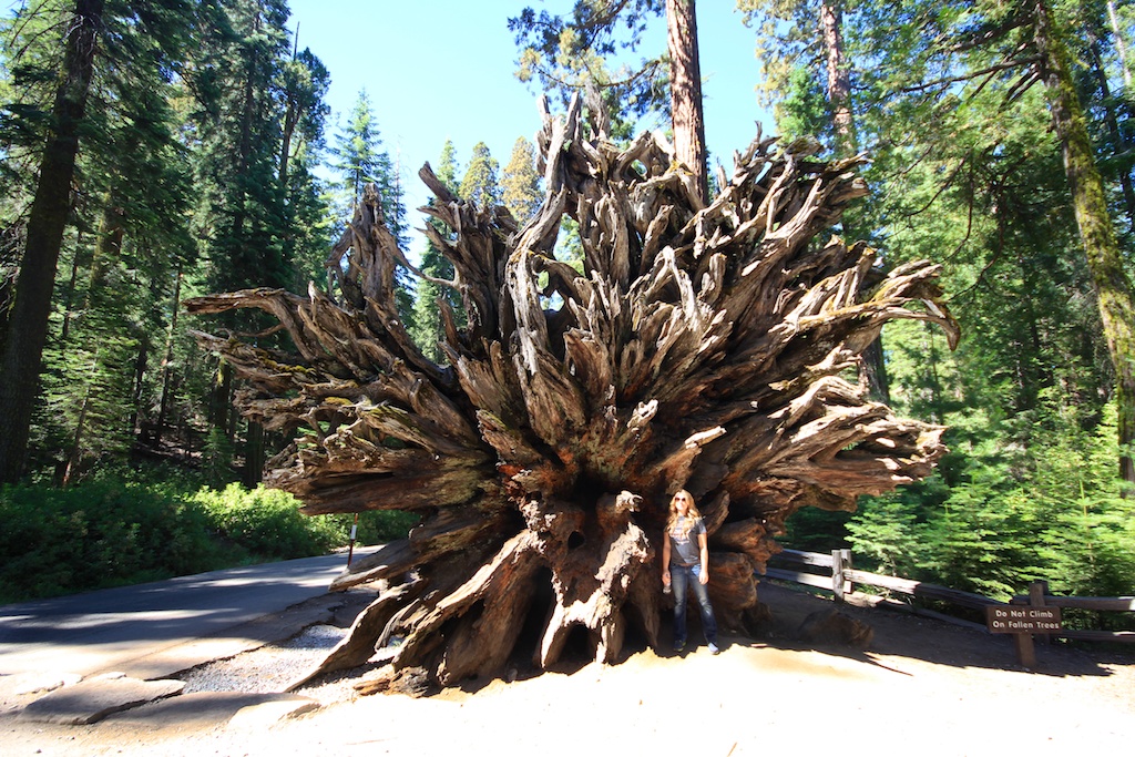 Mariposa Grove of Giant Sequoias In Yosemite National Park