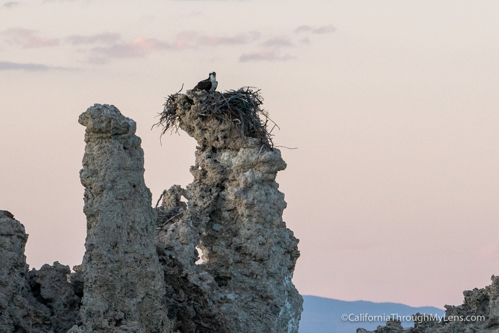 Mono Lake Tufas, Alkali Flies and Shorebirds California Through My Lens