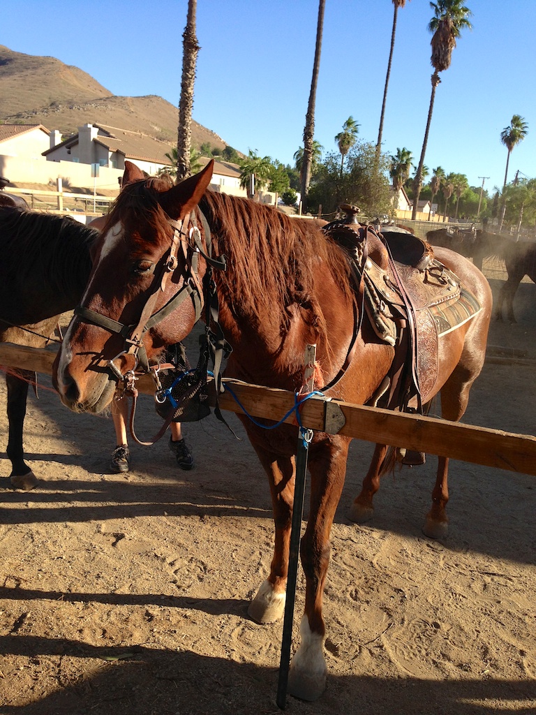 Horseback Riding in the Inland Empire with Western Trails - California ...