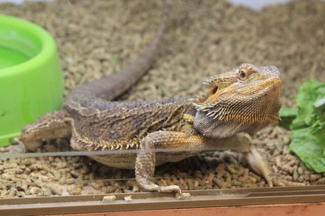 Lizards at clearance the pet store