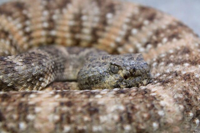 Rattlesnake up close