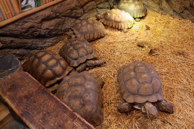 Tortise