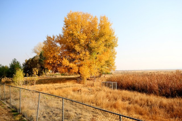 Tule Elk State Reserve 6