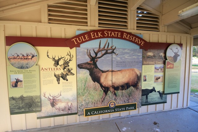 Tule Elk State Reserve 8