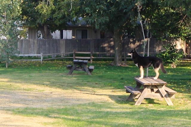 Tule Elk State Reserve 9