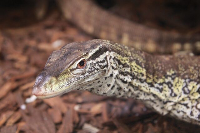 Selling reptiles store to pet stores