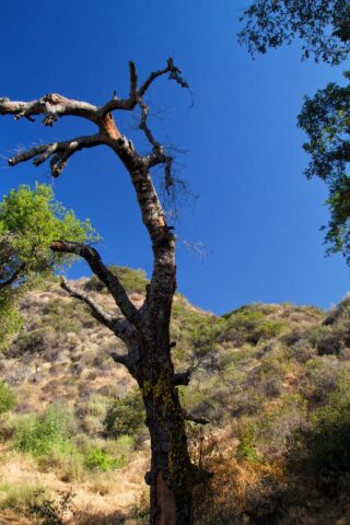 Eaton Canyon Falls 7