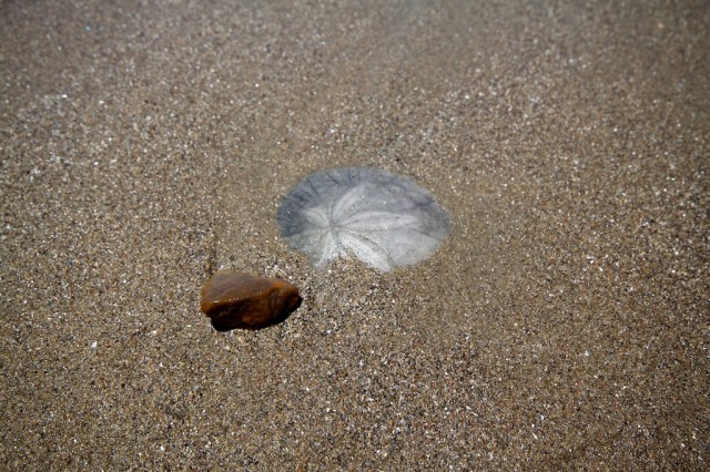 San Buenaventura Beach 1