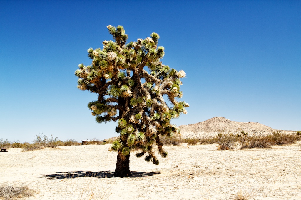 Saddleback Butte State Park 18