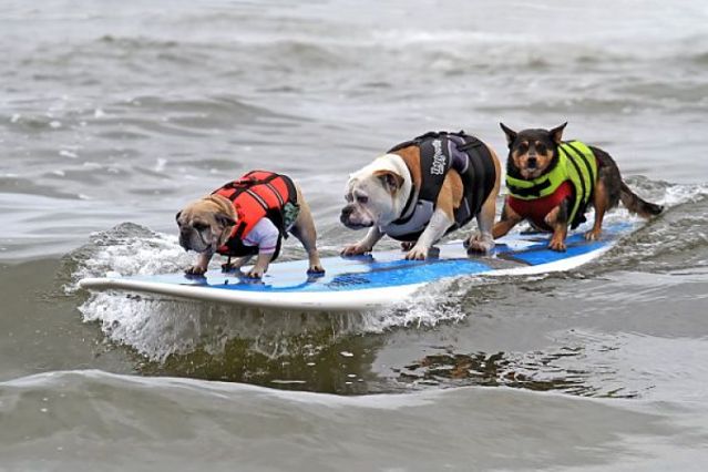 Surf City Surf Dog: Founder Interview & Event Information