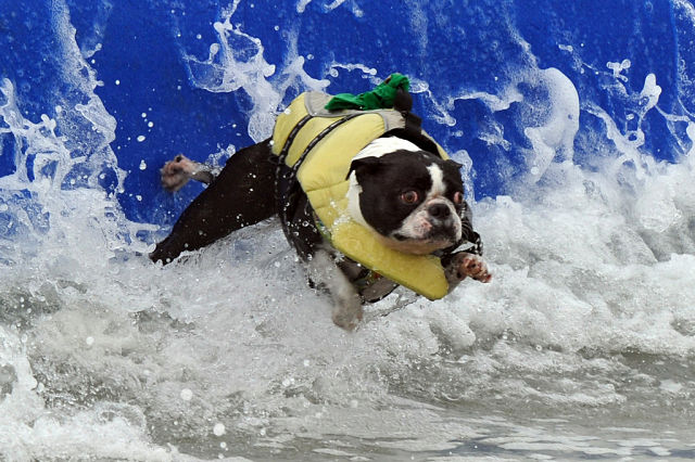 A surfer dog wipesout as he rides a wave