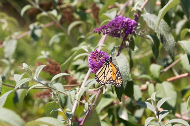 Bird and Butterfly Garden 10