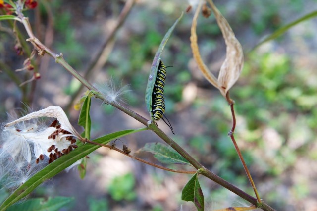 Bird and Butterfly Garden 6