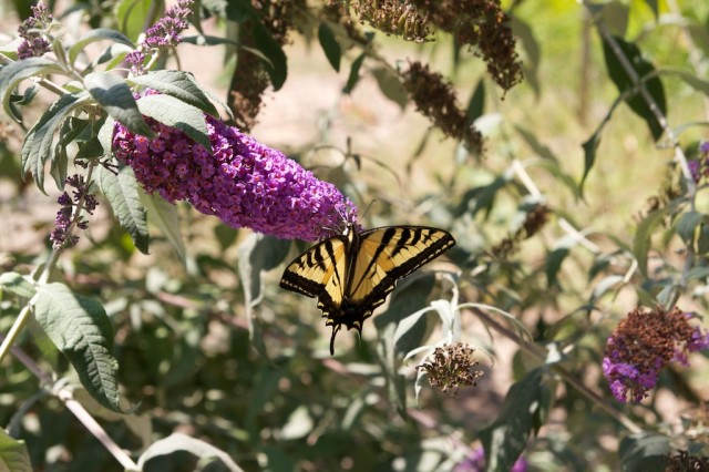 Bird and Butterfly Garden 8