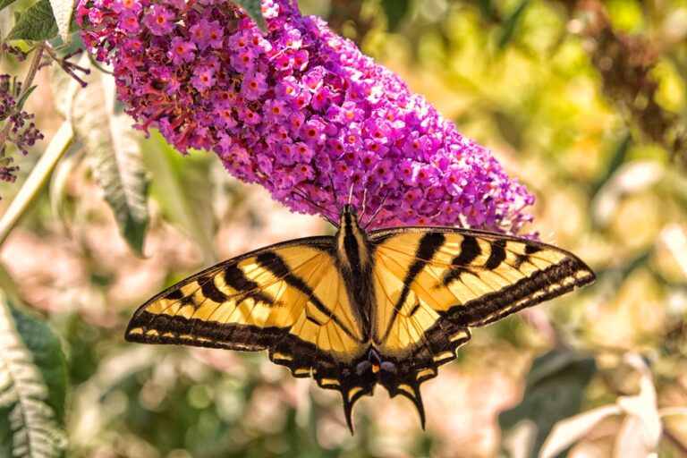 Tijuana River Valley Regional Park: Bird & Butterfly Garden