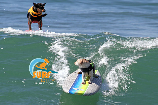 Surf City Surf Dog surf contest