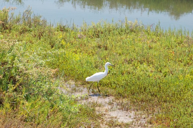 Tijuana Estuary 12